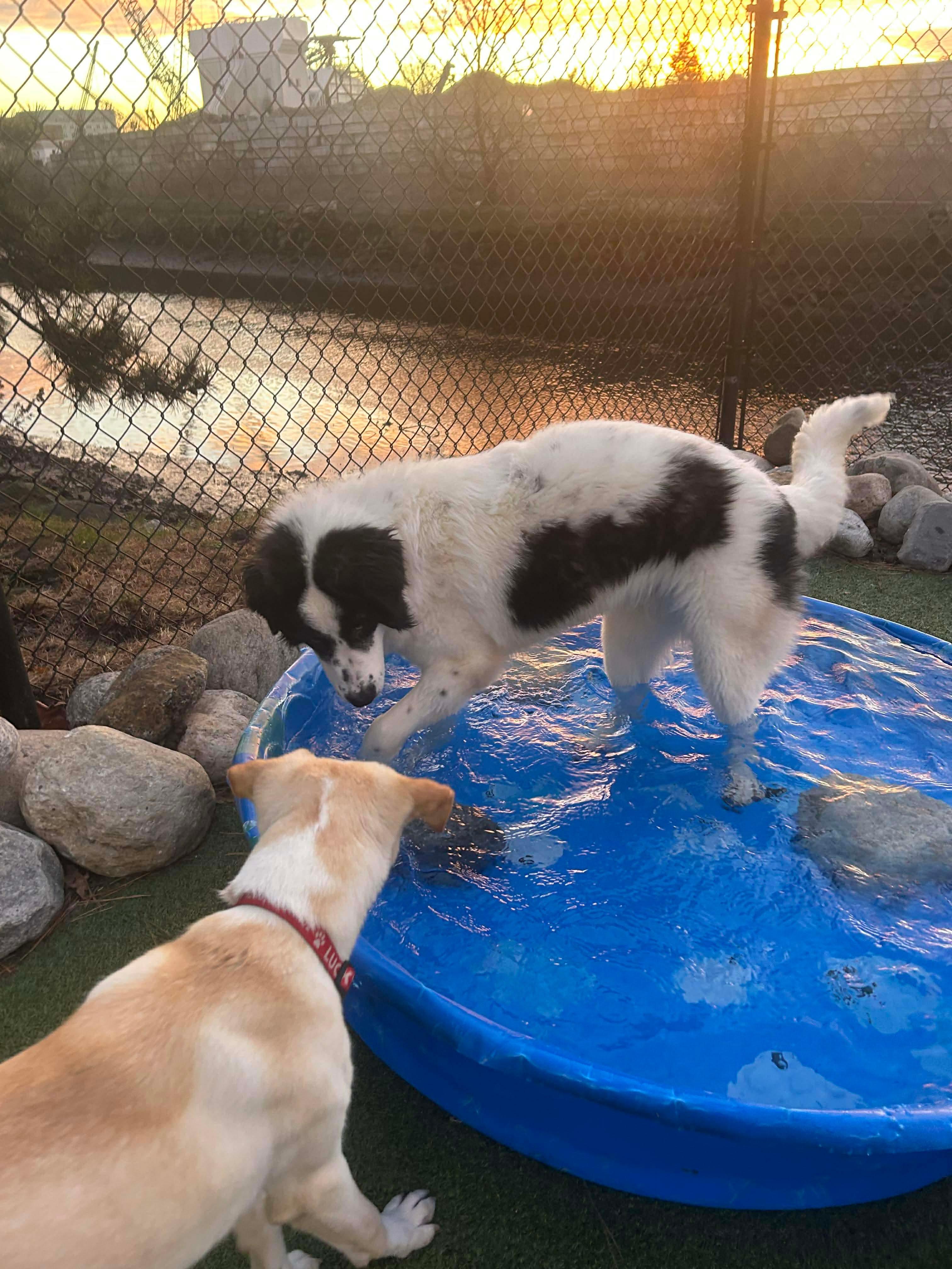 Charlie Horse thumbnail 6