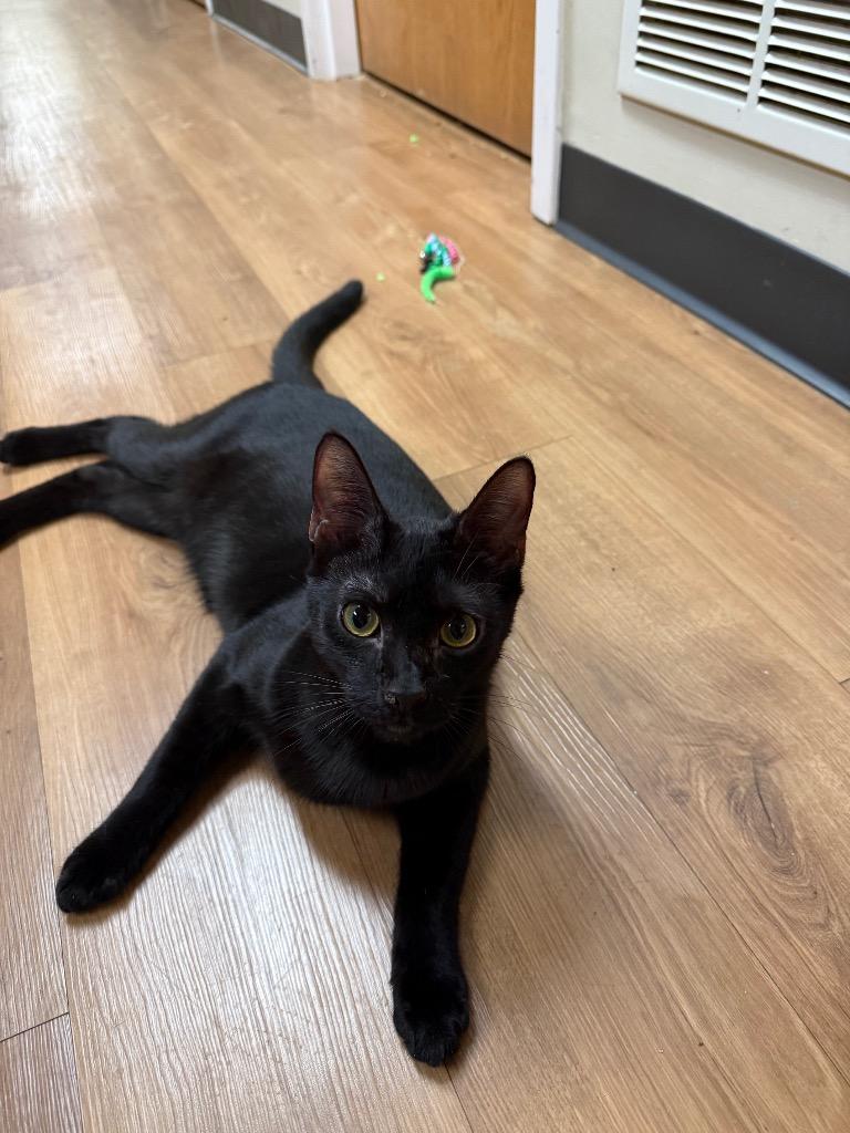 VOLKSWAGEN, Adoptable, Kitten Male Domestic Short Hair.