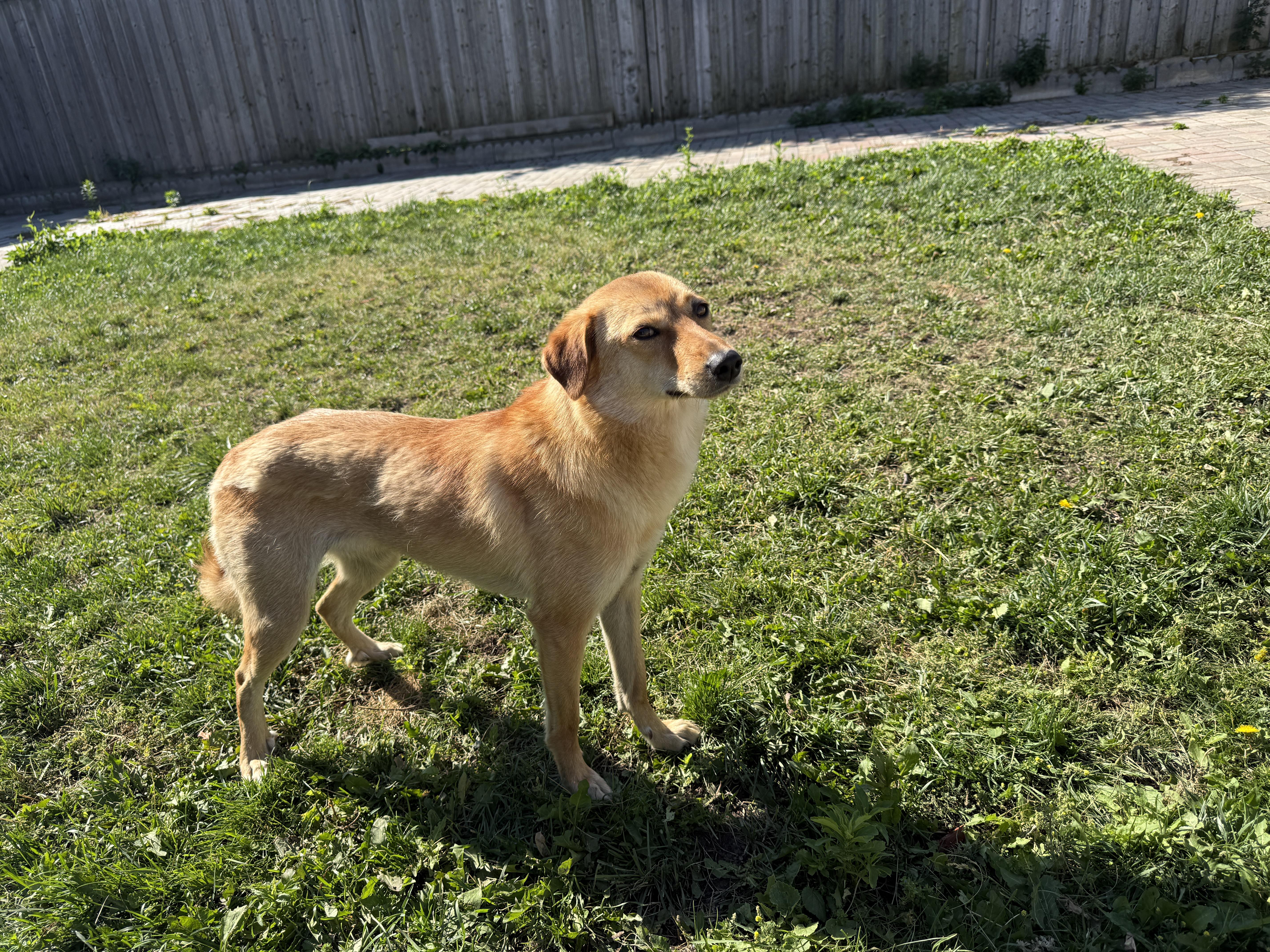 Enlarge Ginger, a ADOPTABLE Mixed Breed in Markham, ON image 4/5