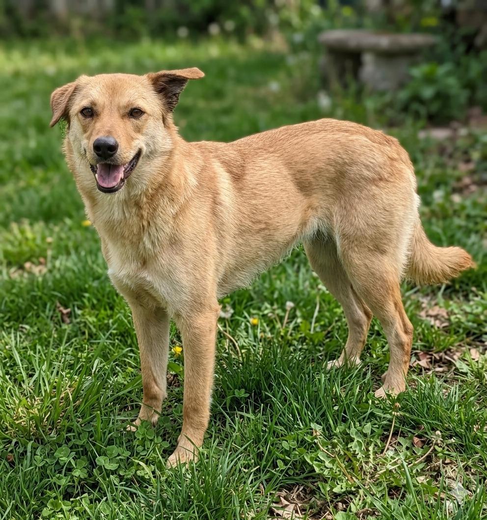 Ginger, ADOPTABLE, Young Female Mixed Breed.
