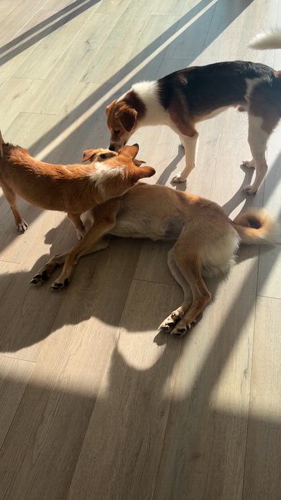 Enlarge Ginger, a ADOPTABLE Mixed Breed in Markham, ON video 5/5