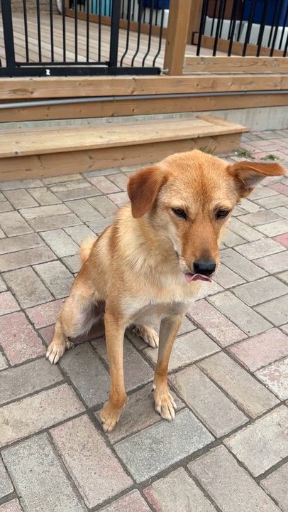 Enlarge Ginger, a ADOPTABLE Mixed Breed in Markham, ON video 3/5