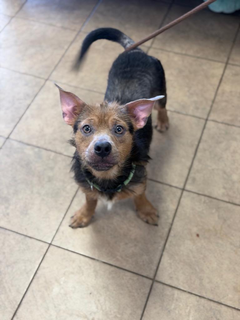 Buddy, Adoptable, Young Male Mixed Breed.