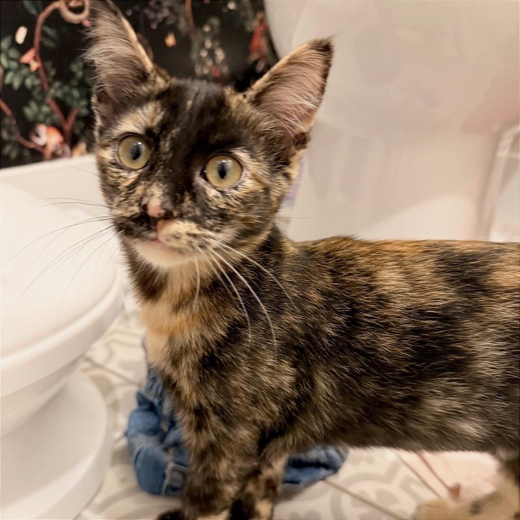 Enlarge Rumi, an adopted mixed breed in Houston, TX image 5/6