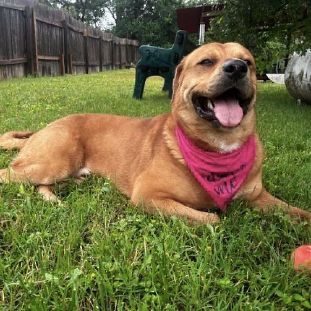 Bourdain, Adoptable, Adult Male Golden Retriever & Black Mouth Cur.