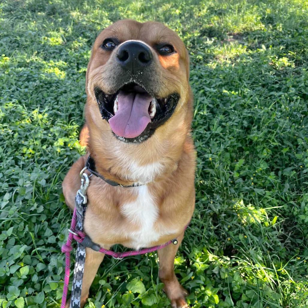 Enlarge Bourdain, a Adoptable mixed breed in Austin, TX image 2/6