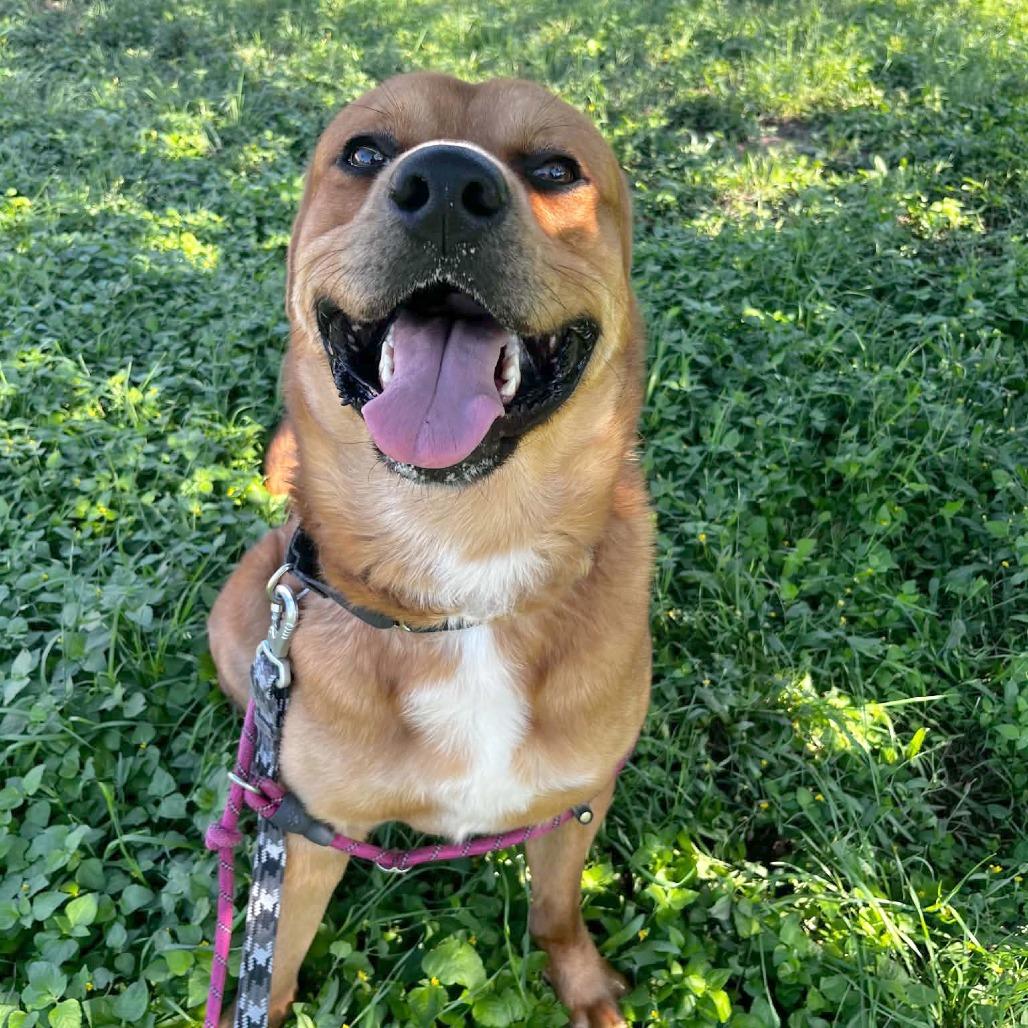 Enlarge Bourdain, a Adoptable mixed breed in Austin, TX image 3/6