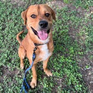 Enlarge Bourdain, a Adoptable mixed breed in Austin, TX image 4/6