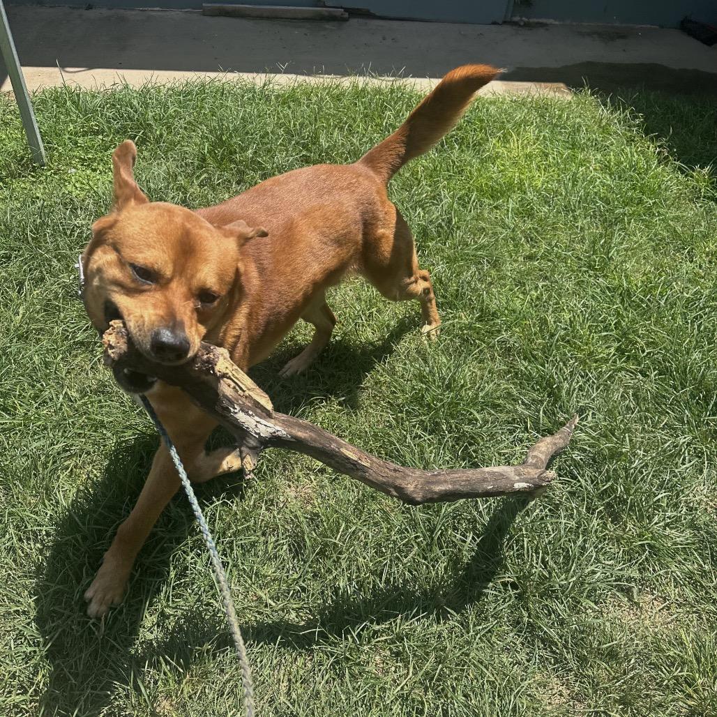 Enlarge Bourdain, a Adoptable mixed breed in Austin, TX image 5/6