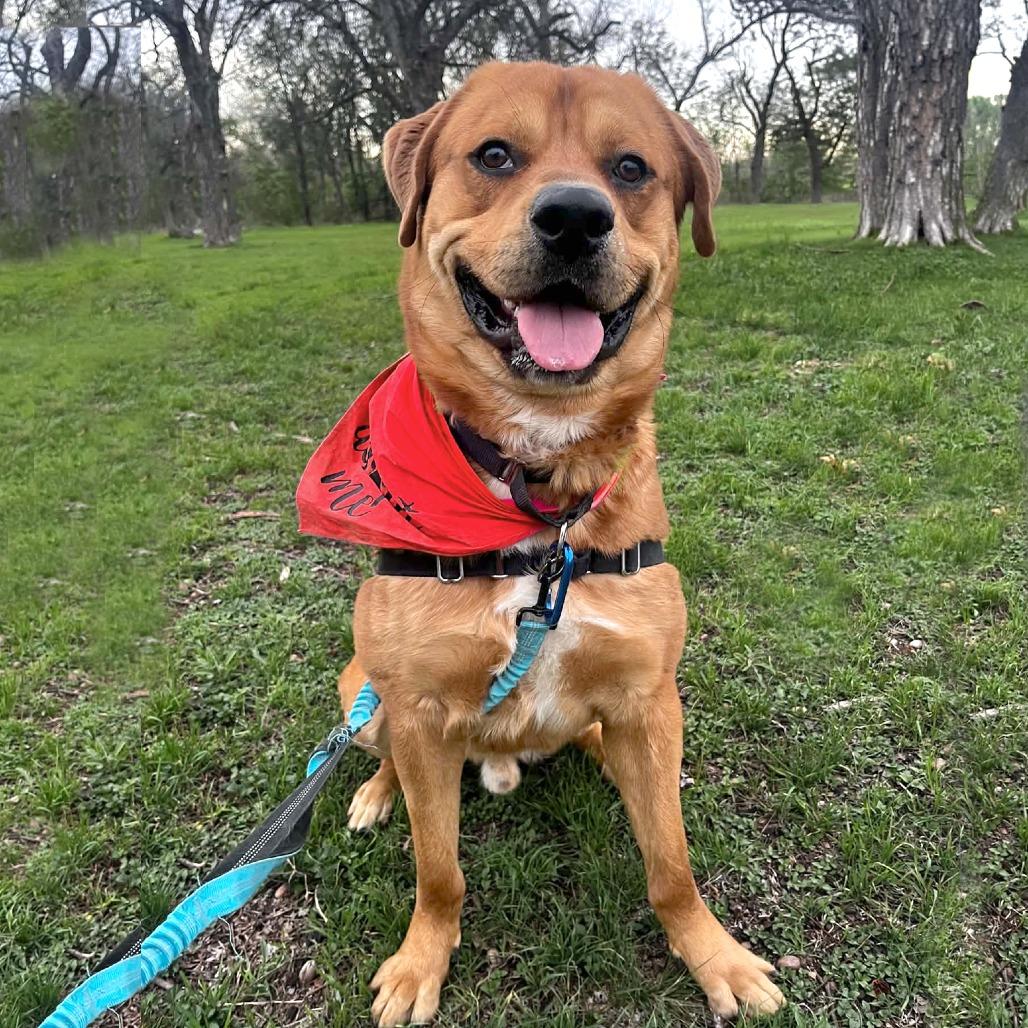 Enlarge Bourdain, a Adoptable mixed breed in Austin, TX image 6/6