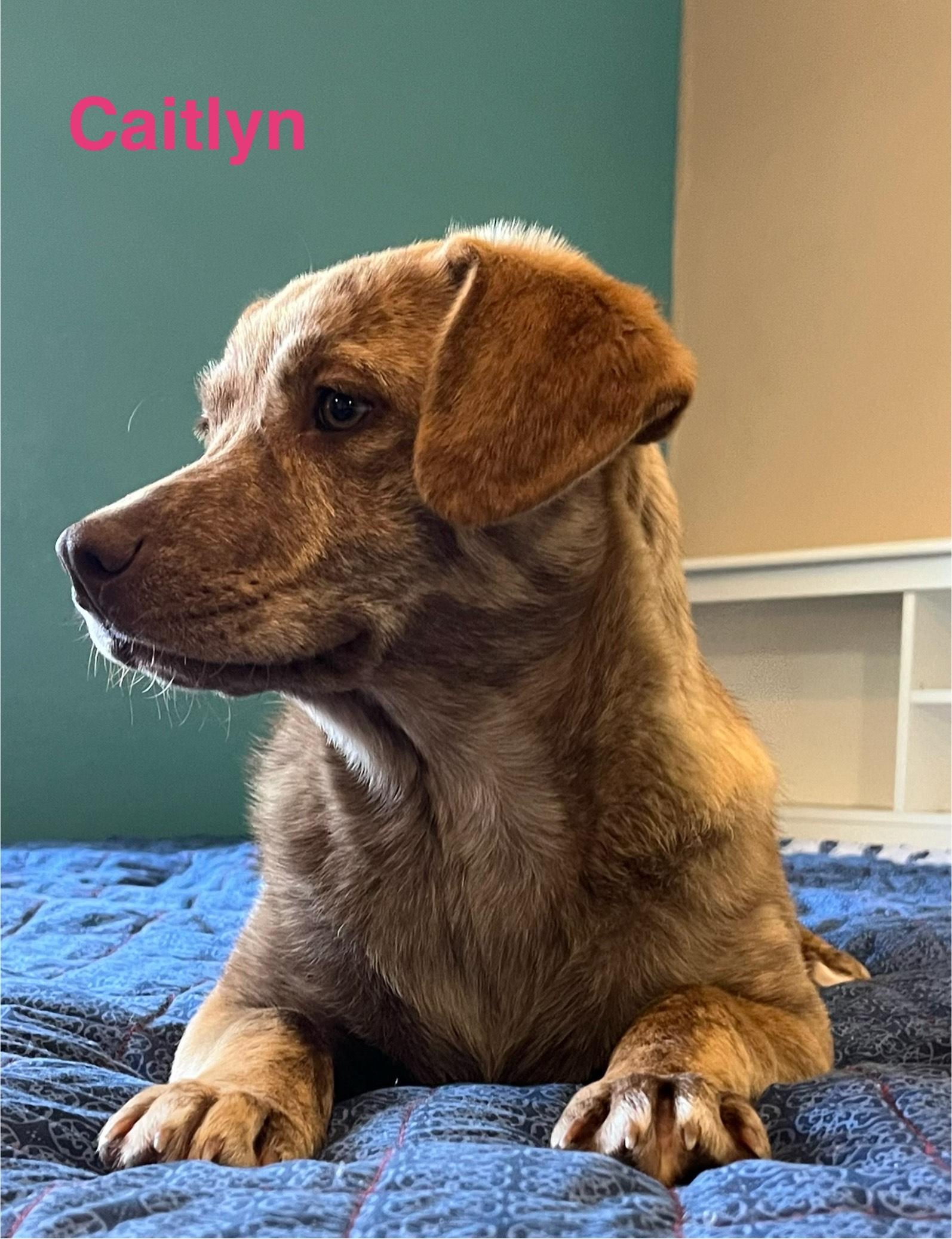 Enlarge caitlyn, a Adoptable mixed breed in Joliet, IL image 4/5