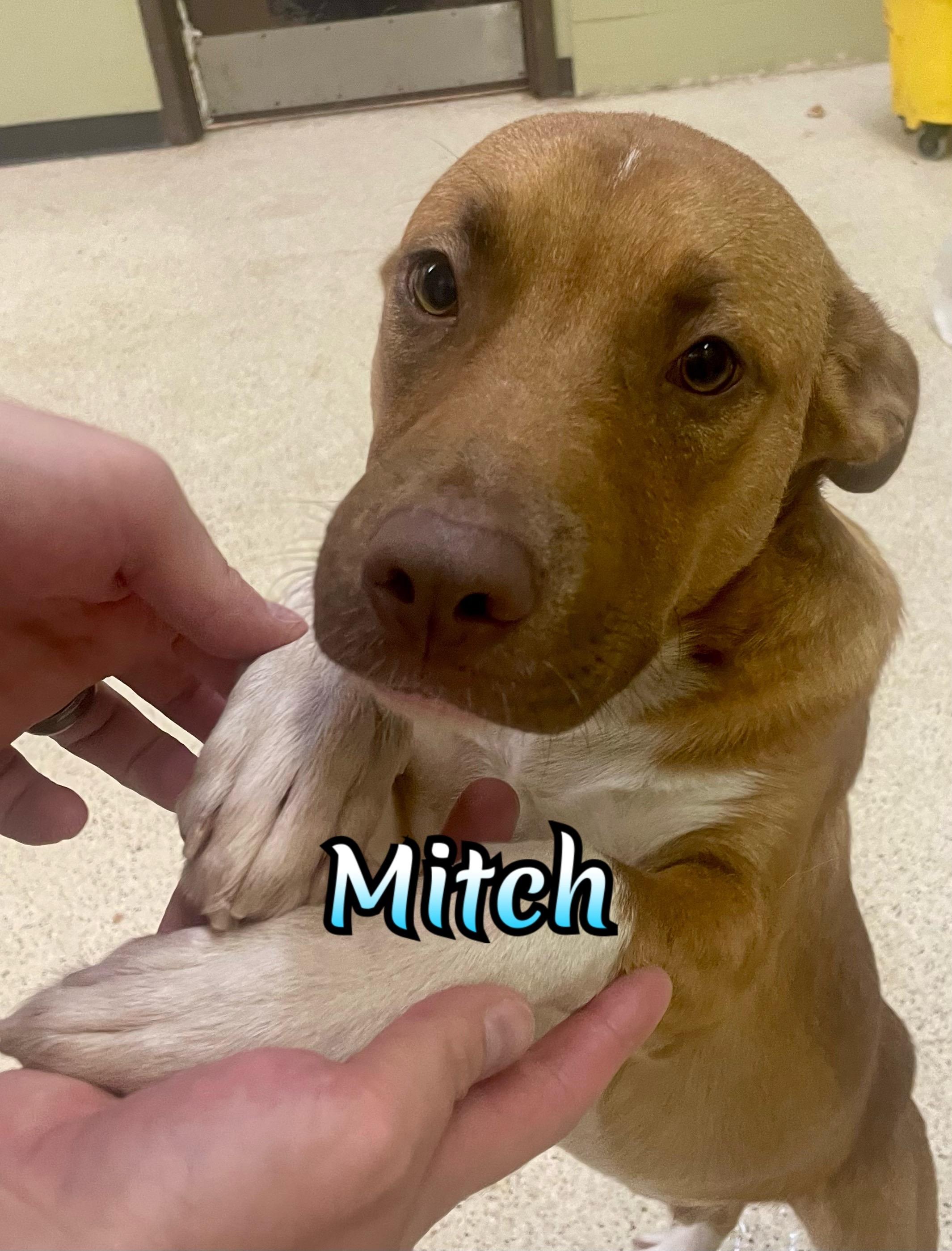 Mitch
