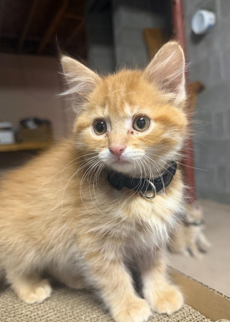 Reggie, a Adoptable mixed breed in Grand Rapids, MN image 1/2