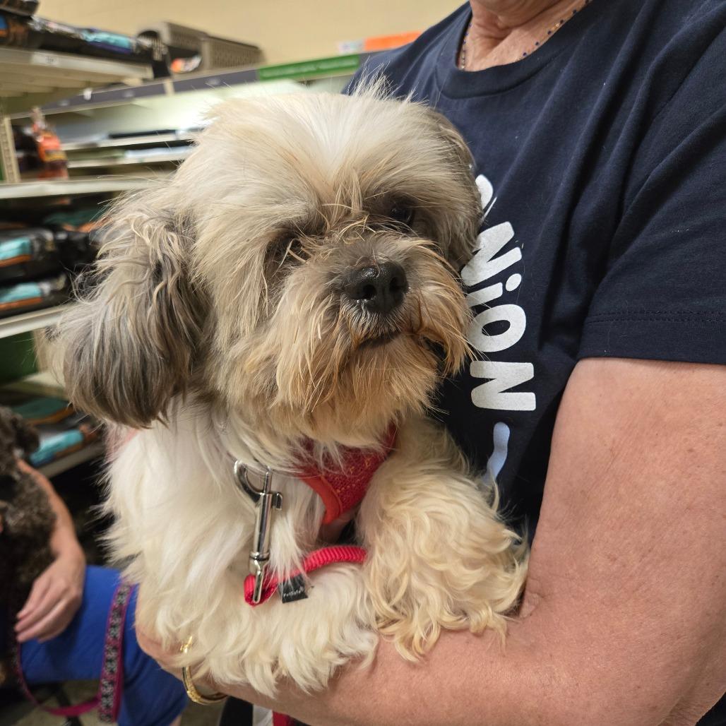 Cody James, Adoptable, Senior Male Shih Tzu.
