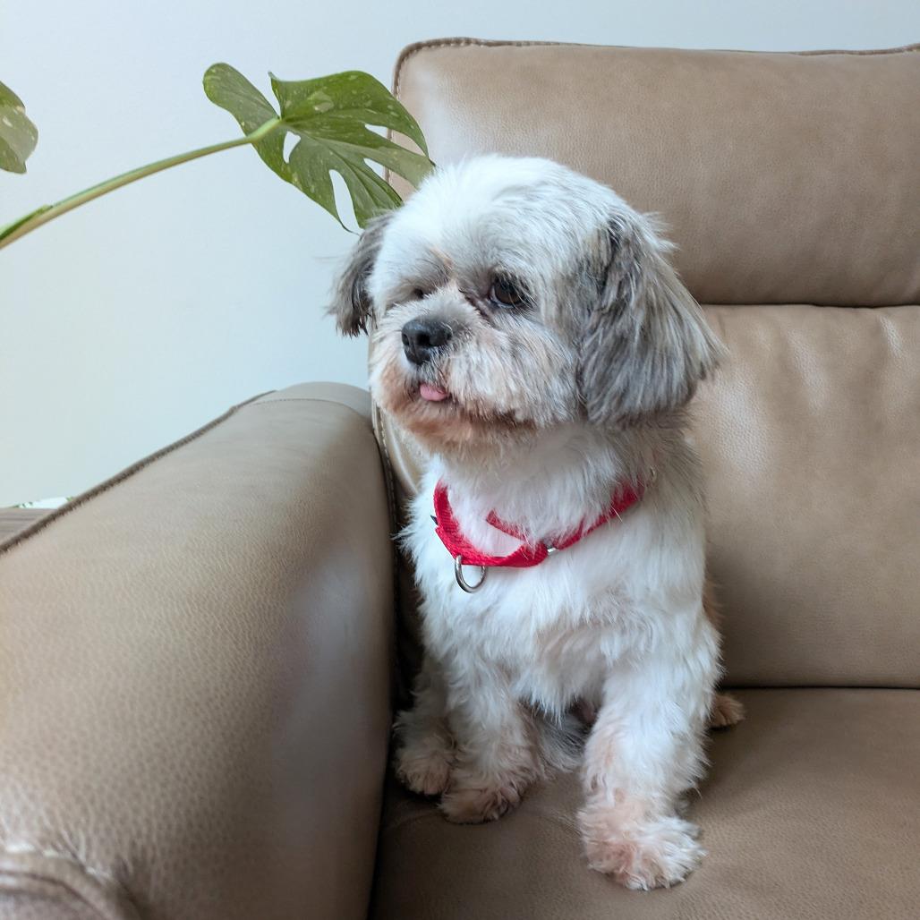 Enlarge Cody James, a Adoptable Shih Tzu in Rochester, MN image 2/6