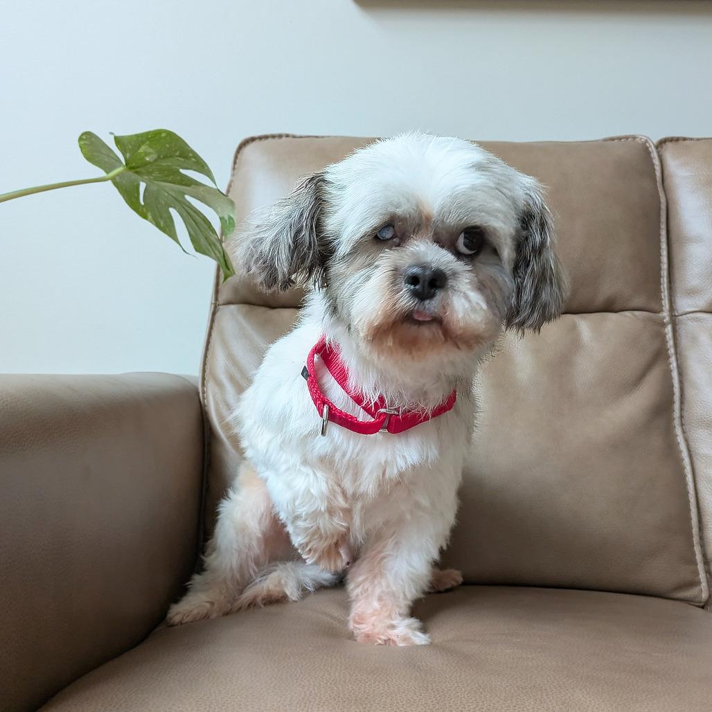 Enlarge Cody James, a Adoptable Shih Tzu in Rochester, MN image 3/6