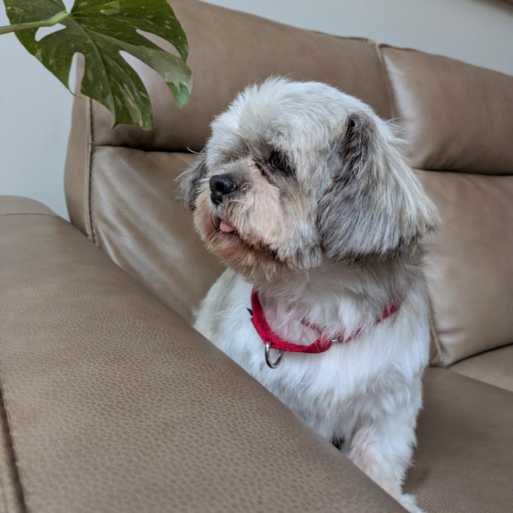 Enlarge Cody James, a Adoptable Shih Tzu in Rochester, MN image 4/6