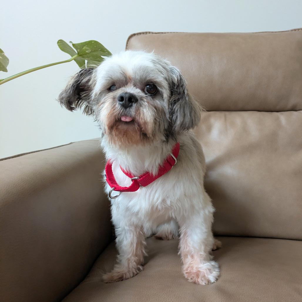 Enlarge Cody James, a Adoptable Shih Tzu in Rochester, MN image 5/6