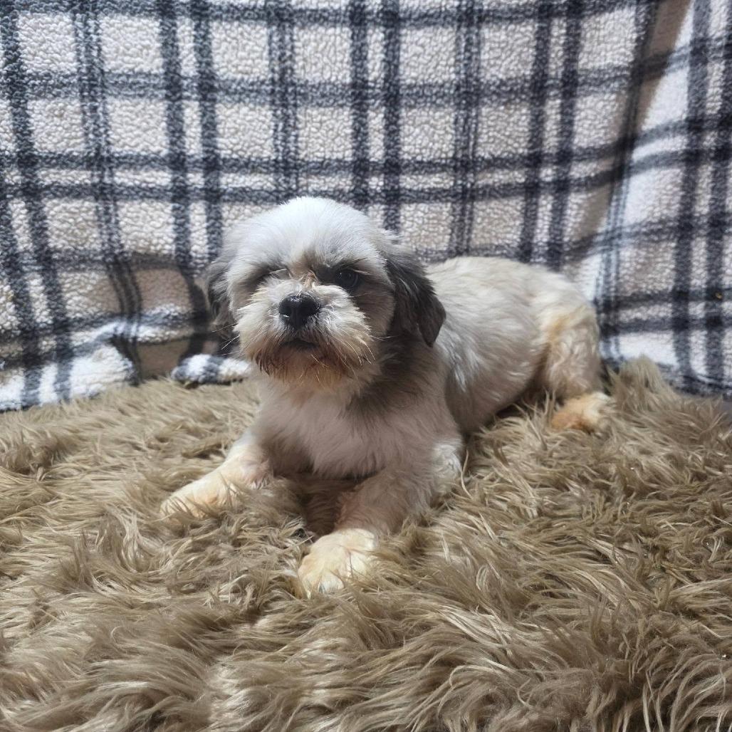 Enlarge Cody James, a Adoptable Shih Tzu in Rochester, MN image 6/6