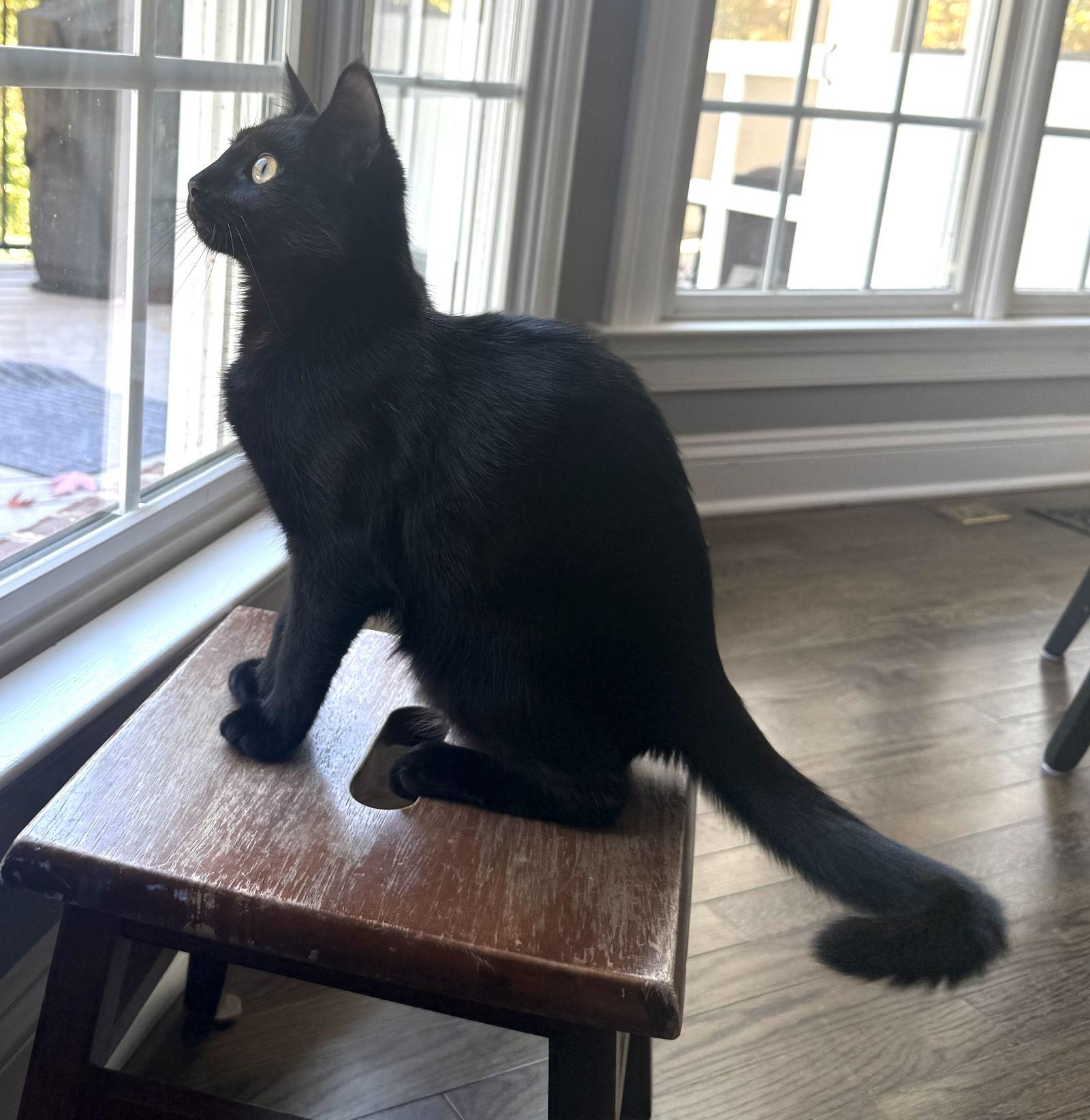 Two Bit, Adoptable, Young Female Domestic Short Hair.