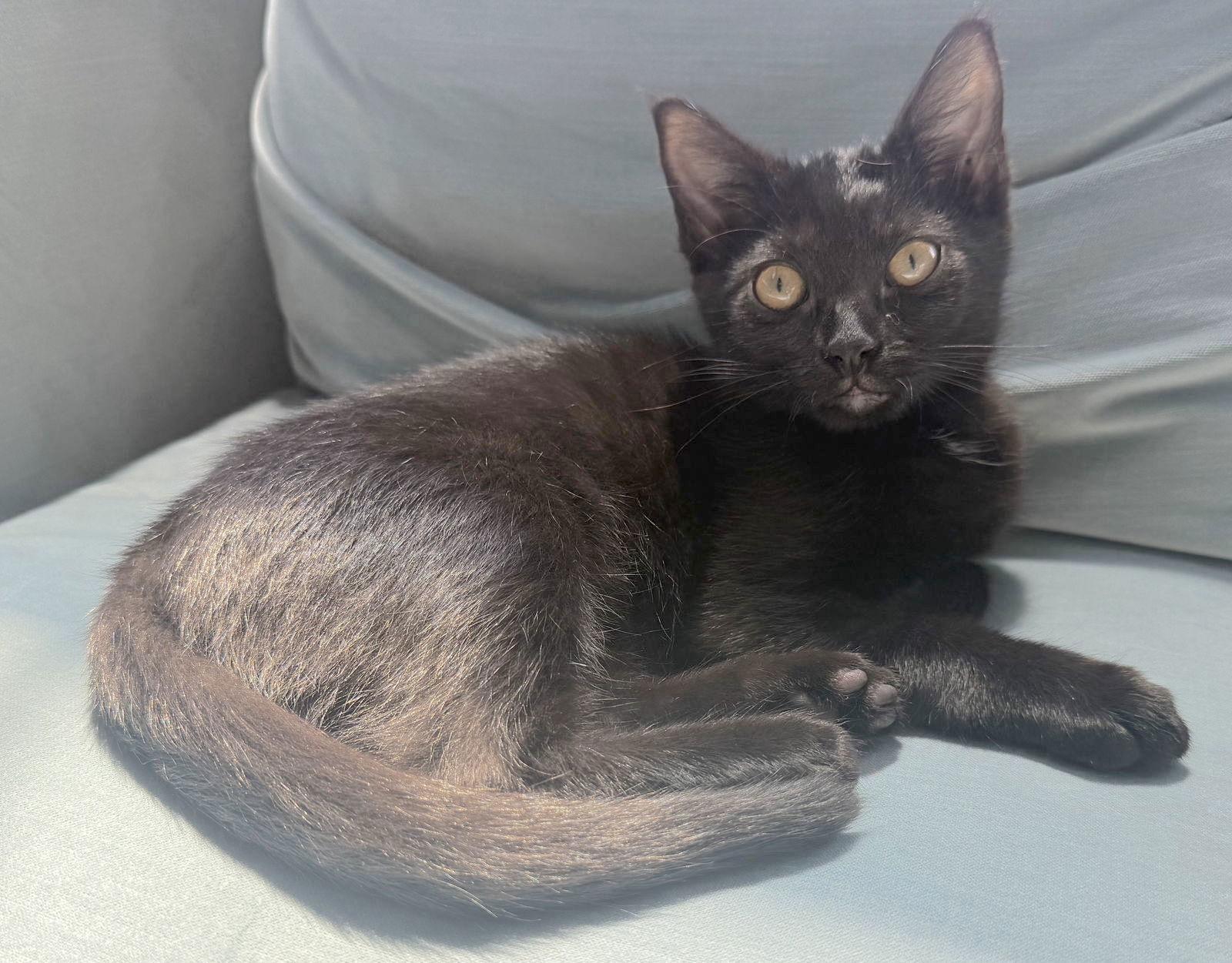 Enlarge Two Bit, a Adoptable Domestic Short Hair in Reston, VA image 2/3