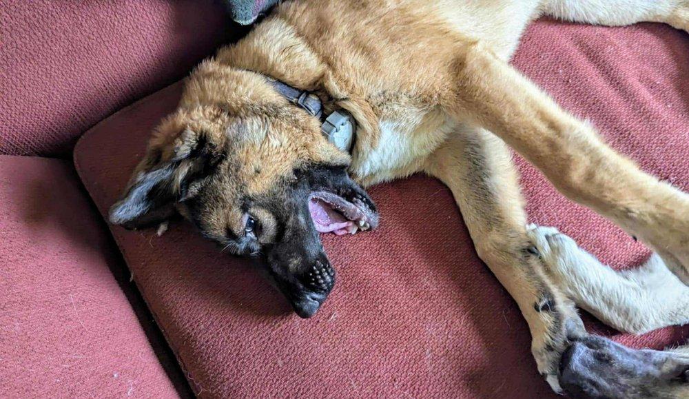 Eddy, an adoptable Shepherd in Abbotsford, BC, V3G 2L5 | Photo Image 2