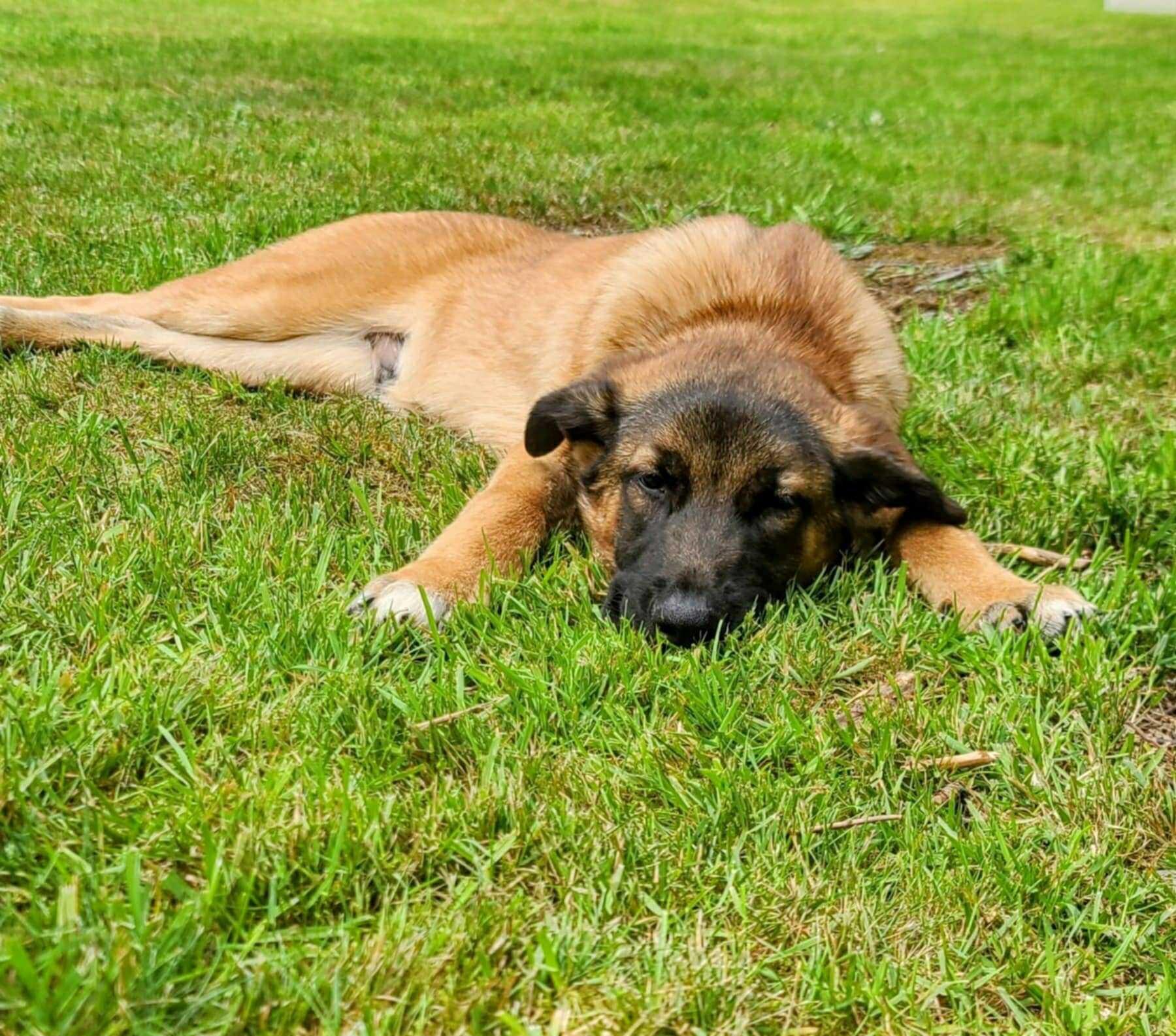 Eddy, an adoptable Shepherd in Abbotsford, BC, V3G 2L5 | Photo Image 1
