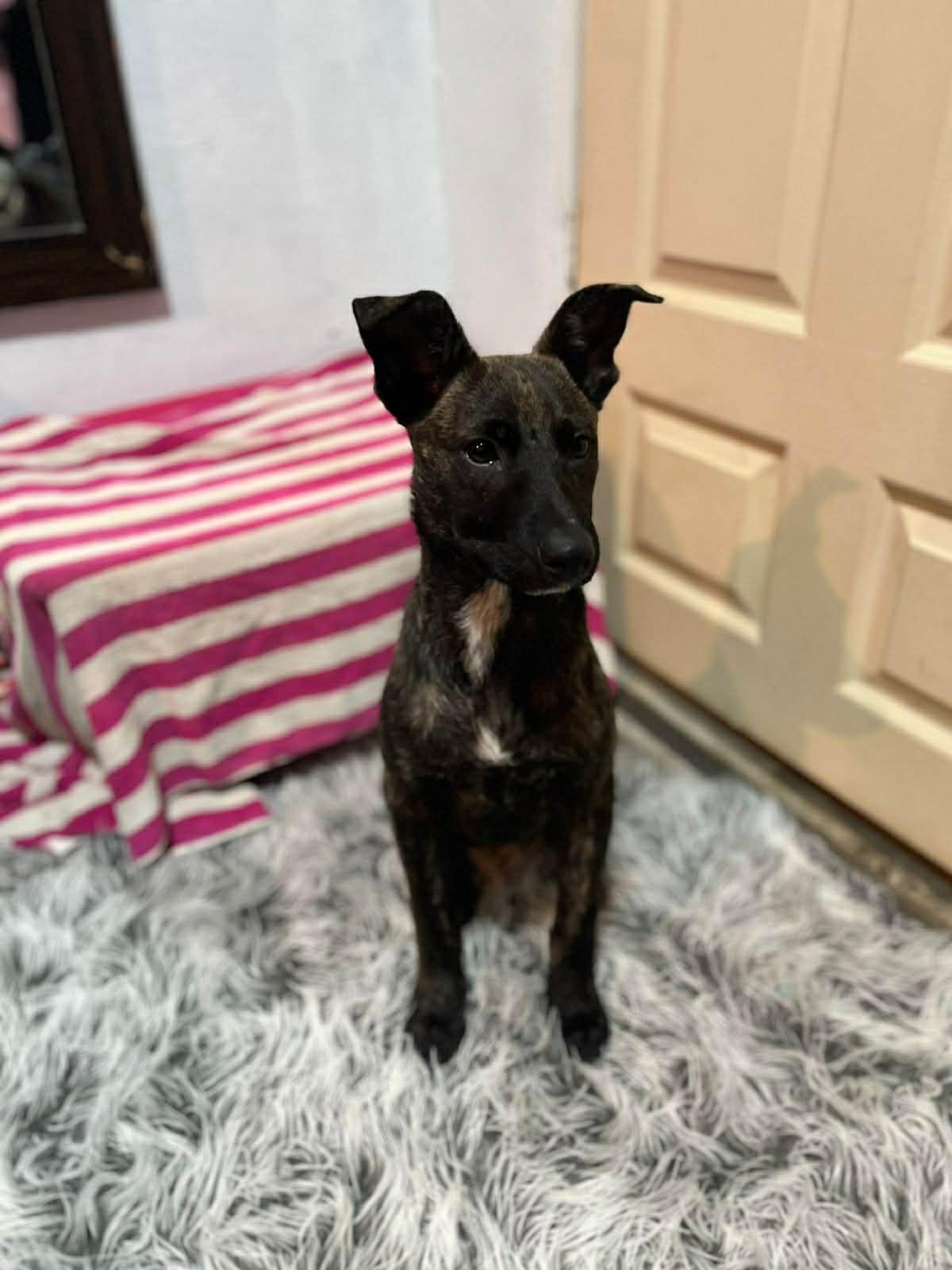 Enlarge Harper, a ADOPTABLE mixed breed in Poway, CA image 3/3