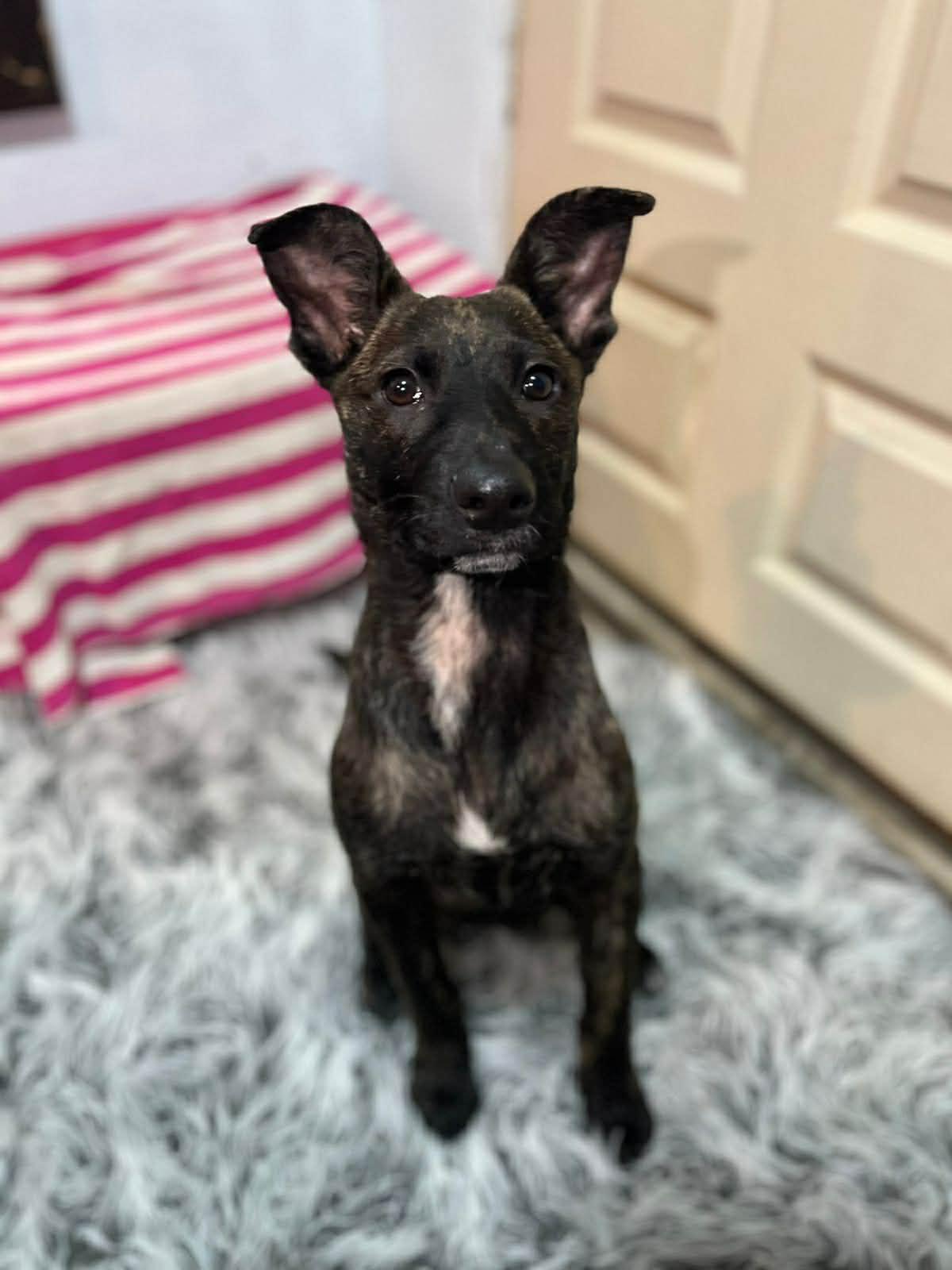 Harper, ADOPTABLE, Puppy Female Dutch Shepherd.