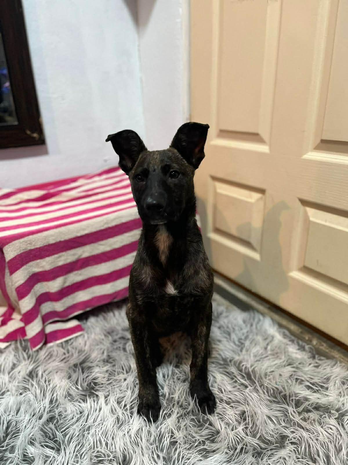 Enlarge Harper, a ADOPTABLE mixed breed in Poway, CA image 2/3