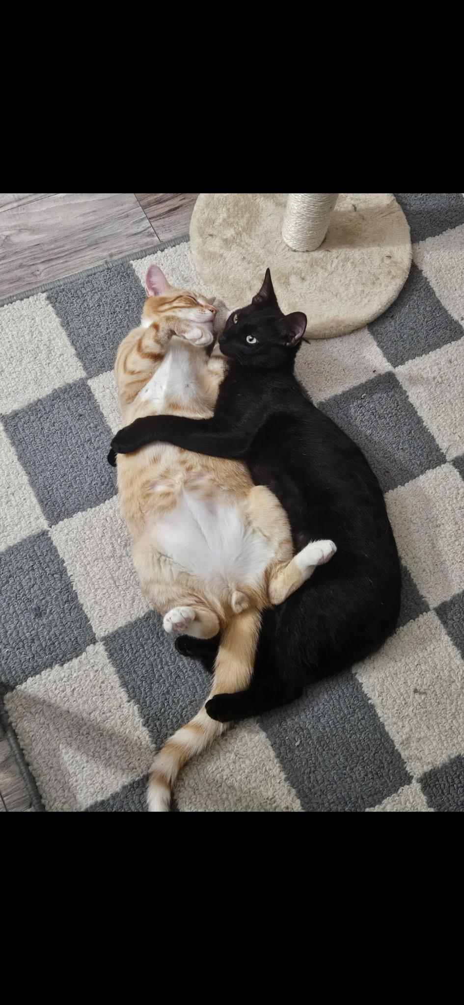 Enlarge Tangerine, a Adopted Domestic Short Hair in AUBURNDALE, FL image 1/1