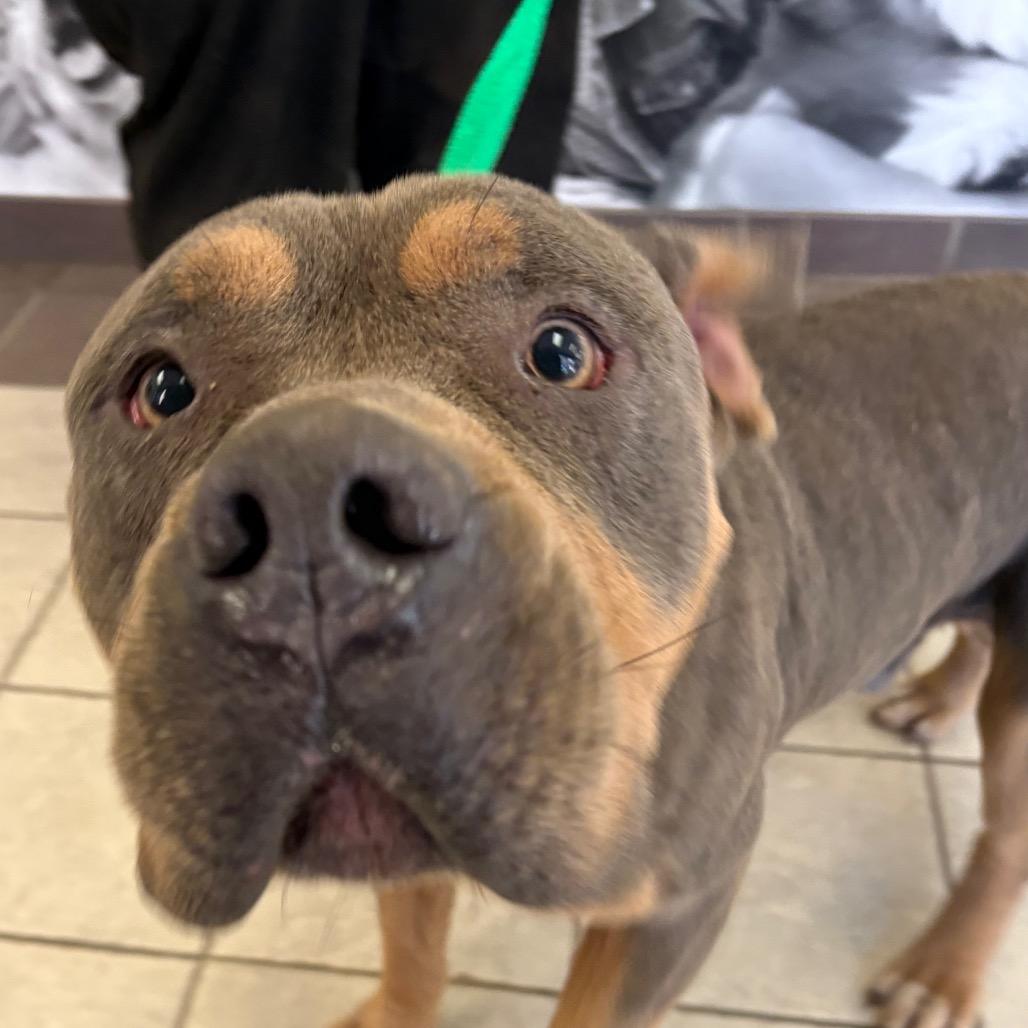 02/23/2026-Stray-SaintMarysRoad