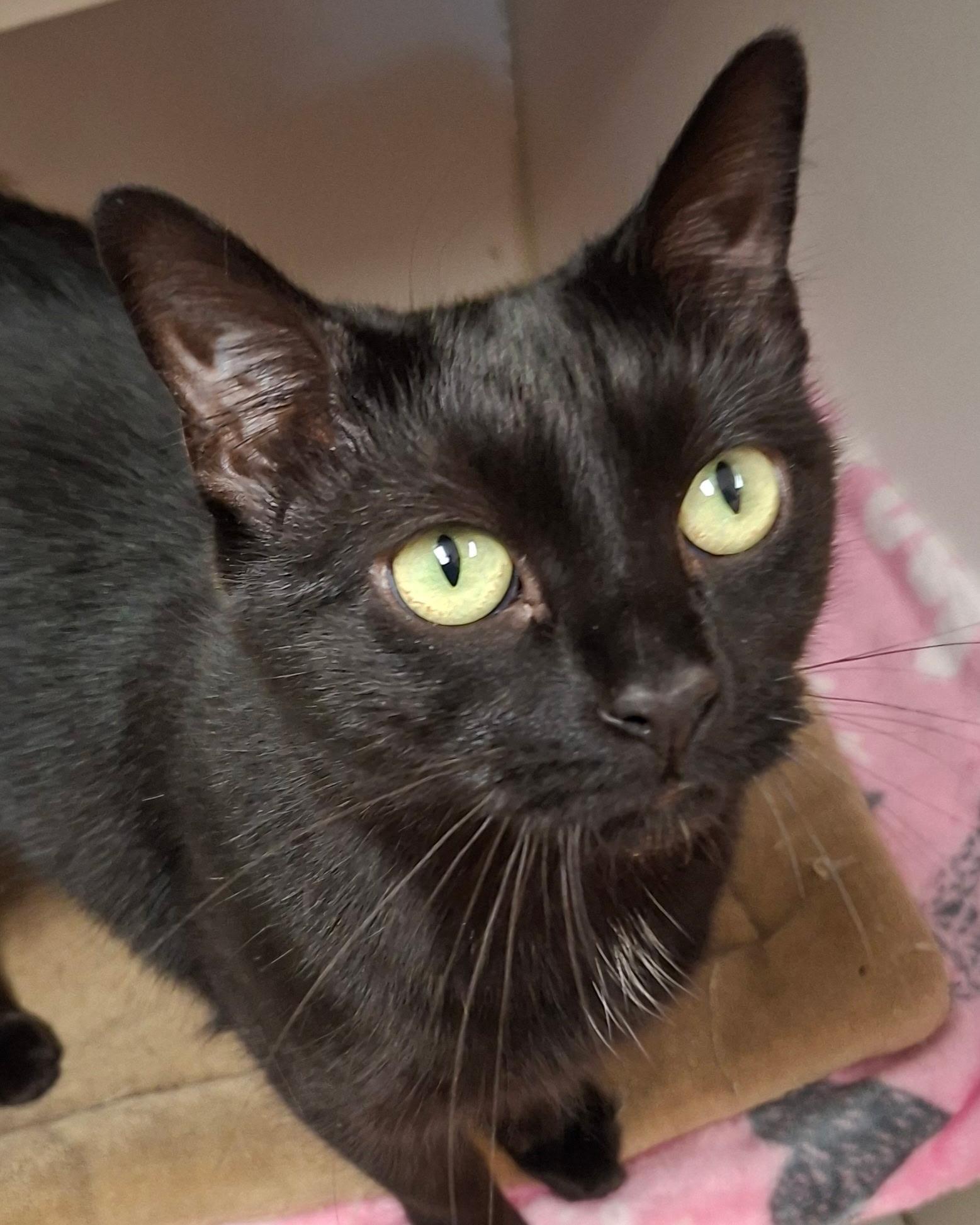 Luna, Adoptable, Adult Female Domestic Short Hair.