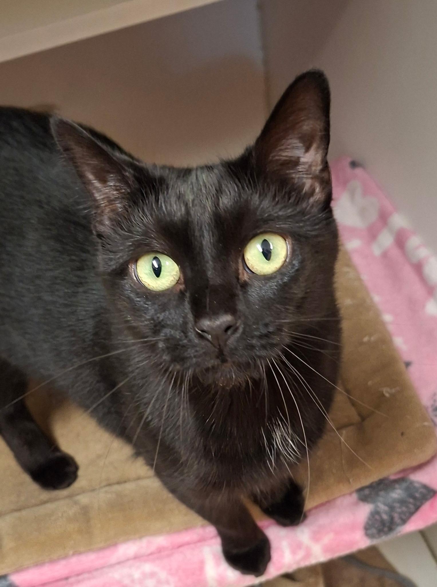 Enlarge Luna, a Adoptable Domestic Short Hair in Wallingford, CT image 2/2
