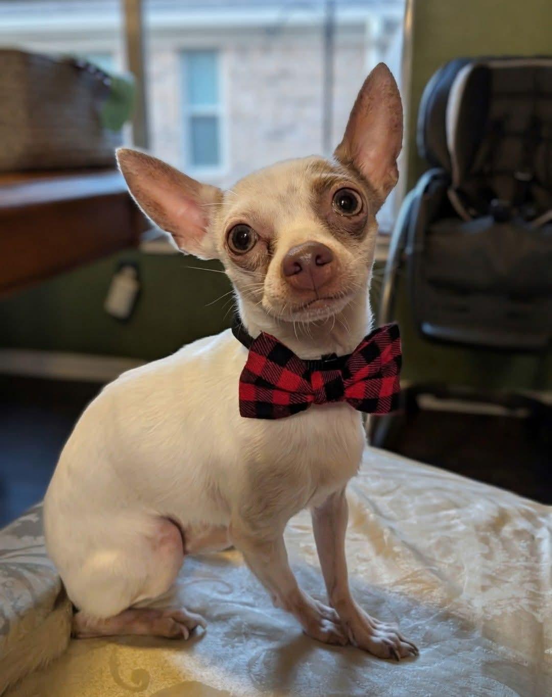 EDDIE, ADOPTABLE, Adult Male Chihuahua.