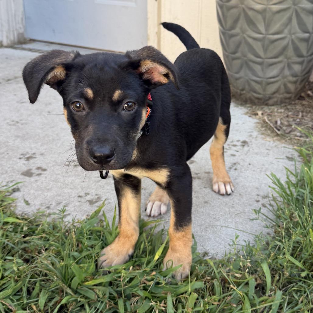 Enlarge Nev, a Adoptable Mixed Breed in Alma, WI image 1/6
