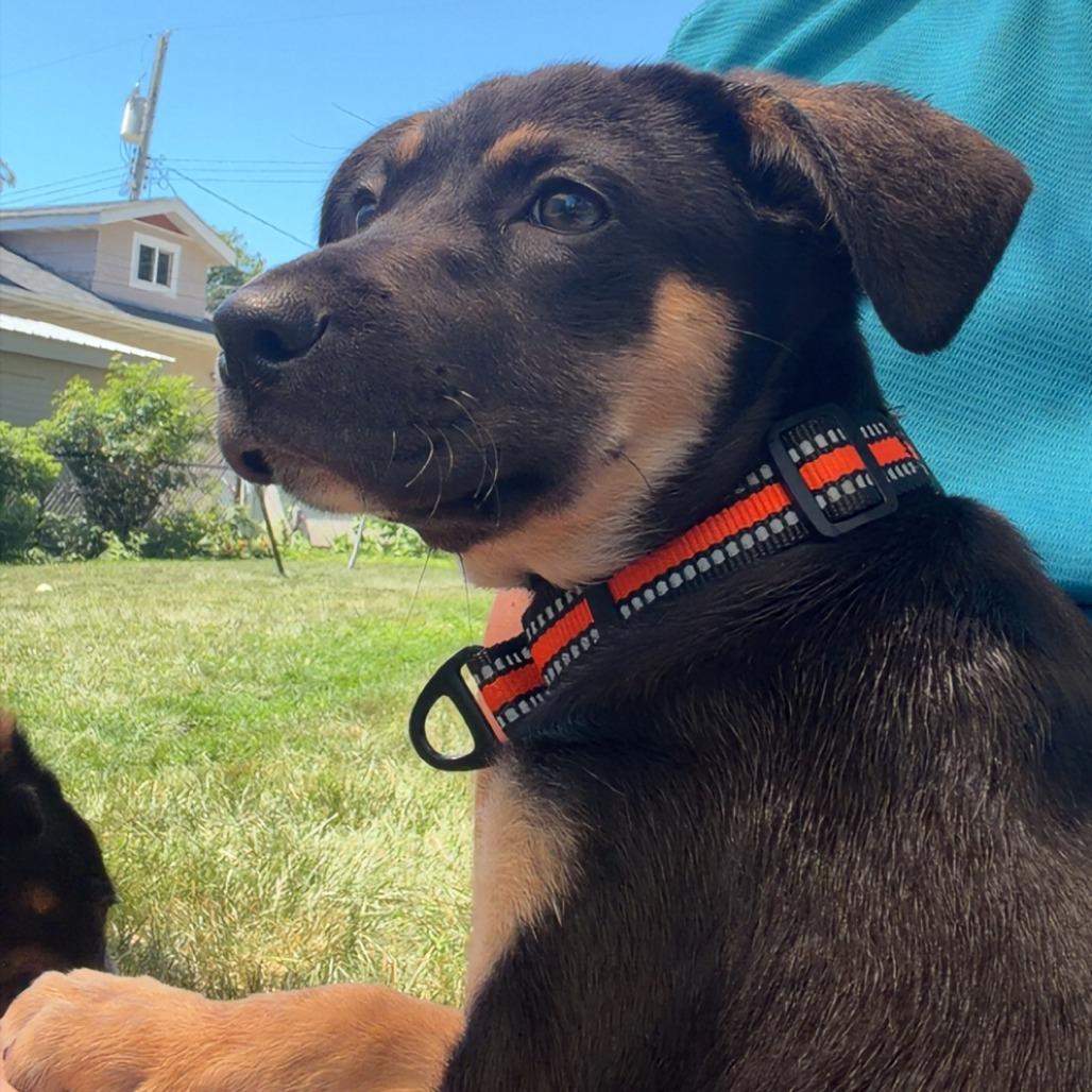 Enlarge Nev, a Adoptable Mixed Breed in Alma, WI image 2/6