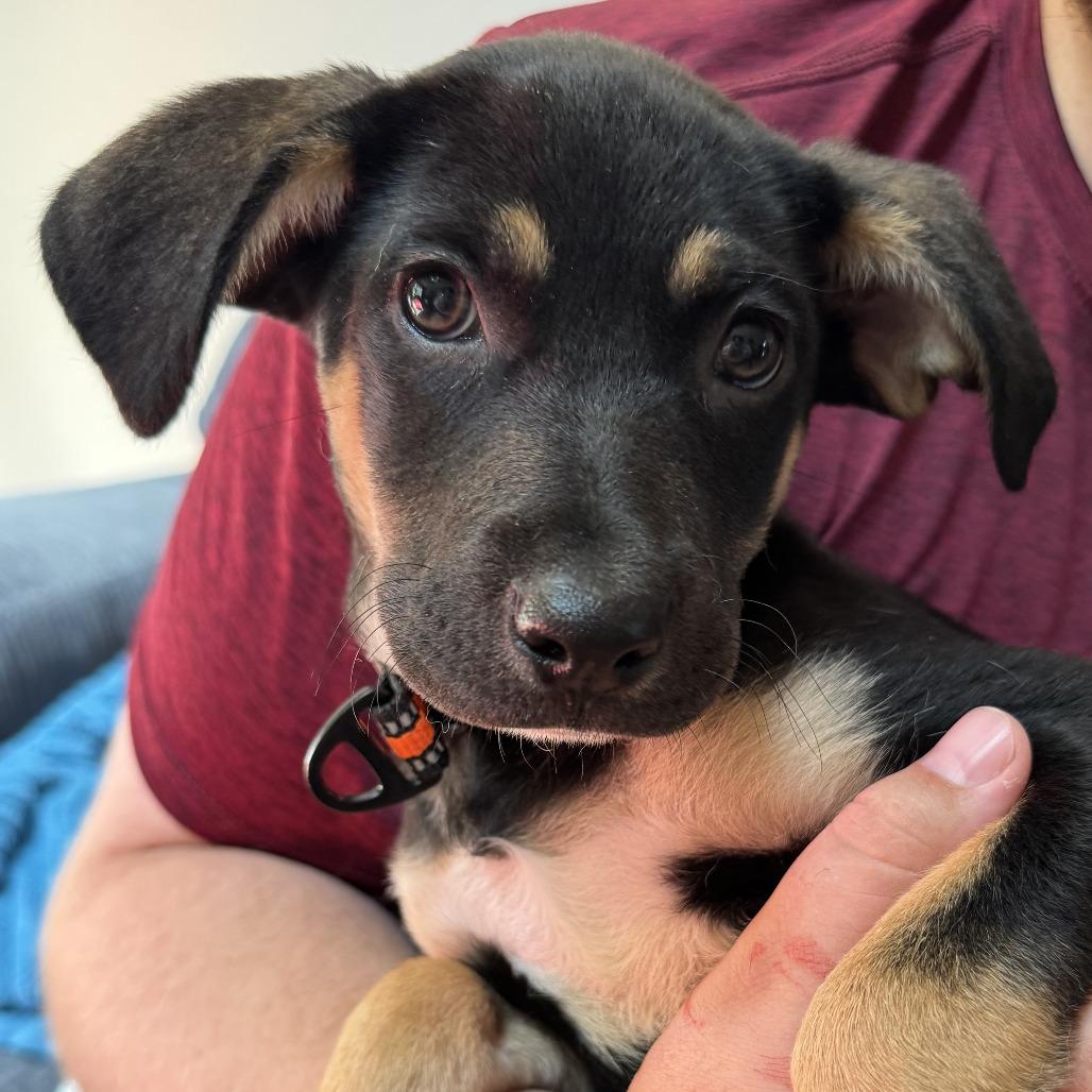 Enlarge Nev, a Adoptable Mixed Breed in Alma, WI image 4/6
