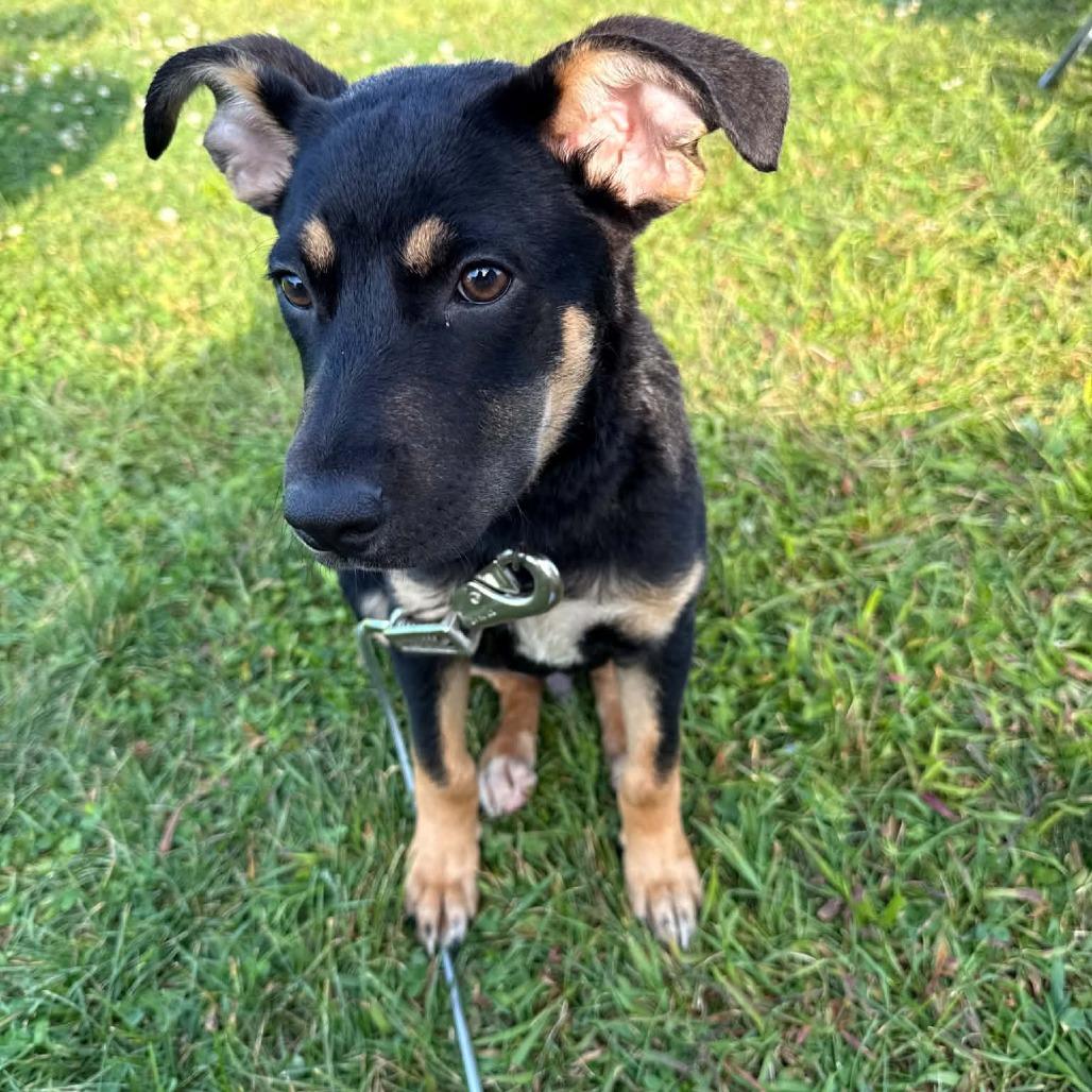 Enlarge Nev, a Adoptable Mixed Breed in Alma, WI image 5/6