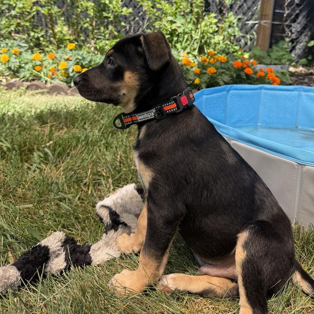 Enlarge Nev, a Adoptable Mixed Breed in Alma, WI image 6/6