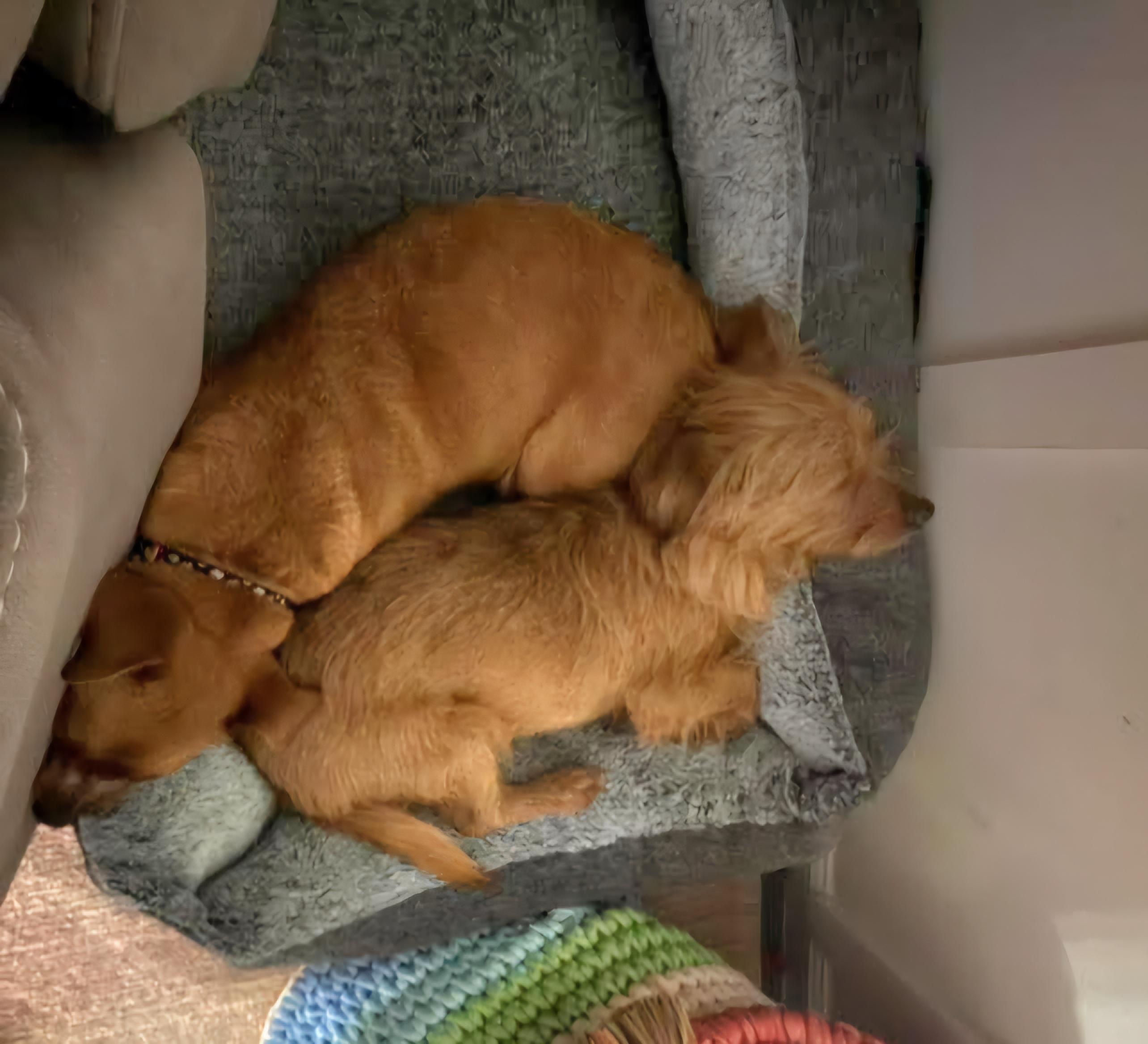 Enlarge Toto - Cute lil Scruffy Guy! Loves his Sister Ruby!, a Adoptable mixed breed in Buford, GA image 6/6