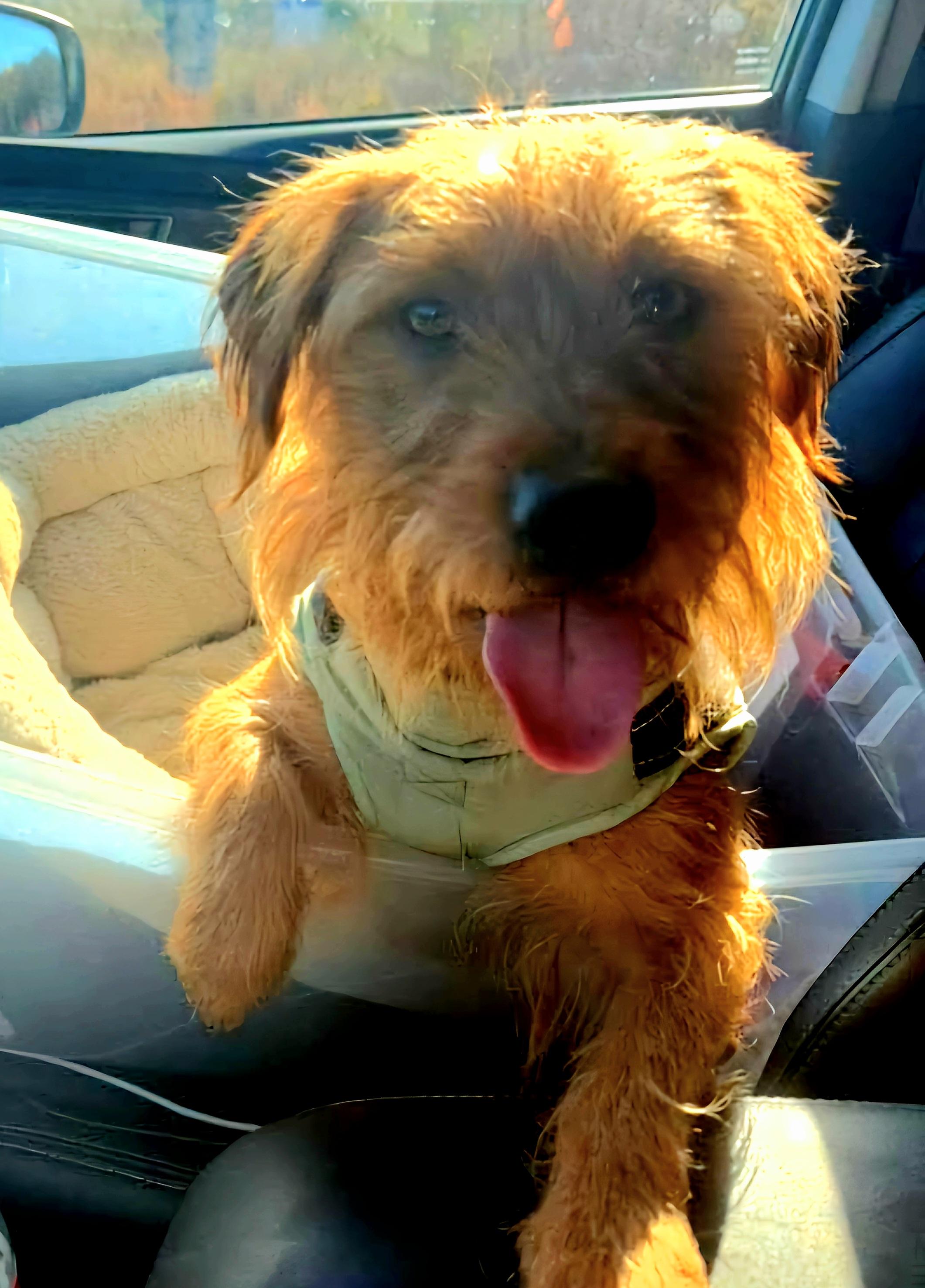 Enlarge Toto - Cute lil Scruffy Guy! Loves his Sister Ruby!, a Adoptable mixed breed in Buford, GA image 4/6