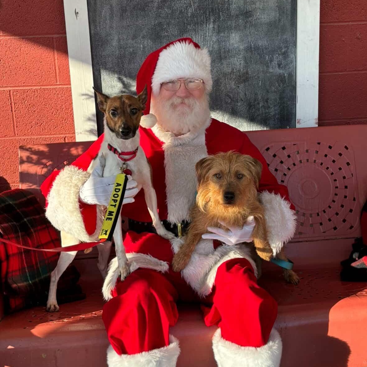 Enlarge Toto - Cute lil Scruffy Guy! Loves his Sister Ruby!, a Adoptable mixed breed in Buford, GA image 1/6