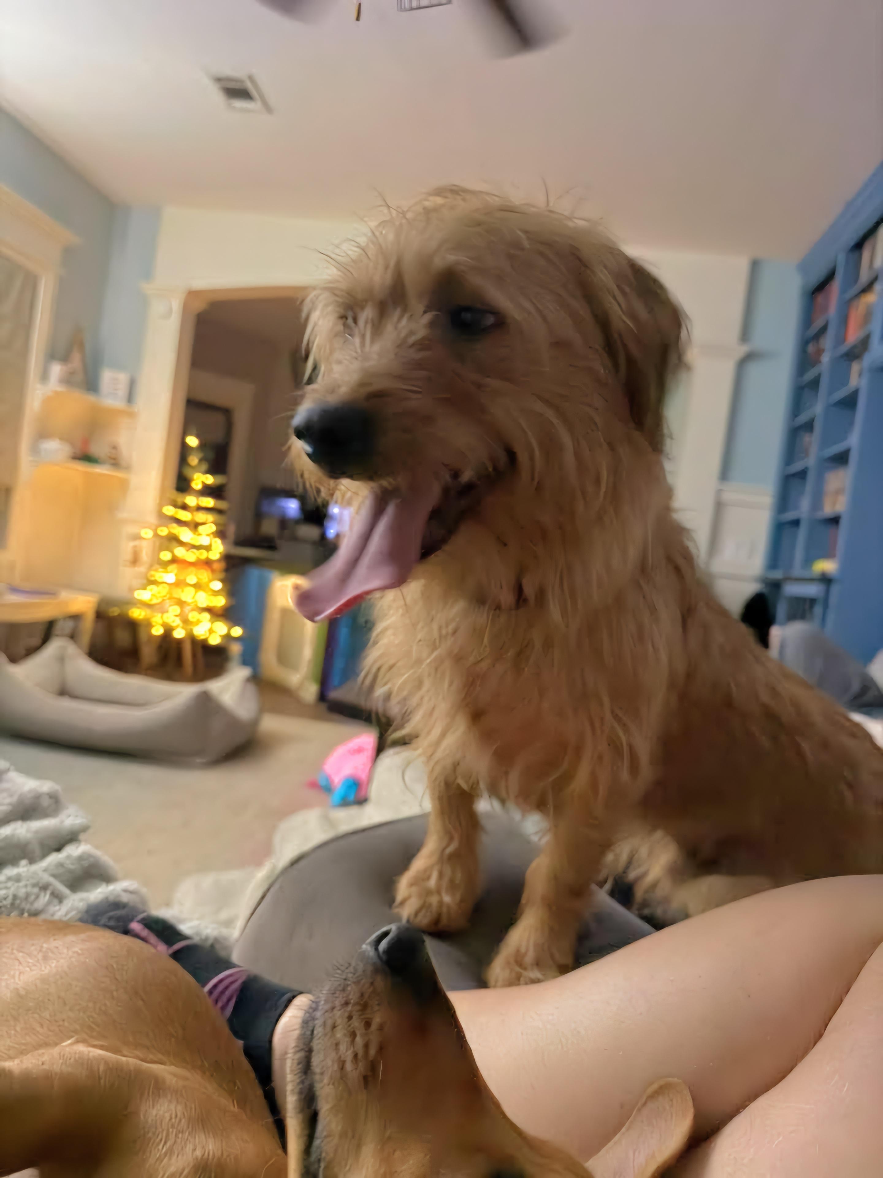 Toto - Cute lil Scruffy Guy! Loves his Sister Ruby!, Adoptable, Adult Male Cairn Terrier & Dachshund.