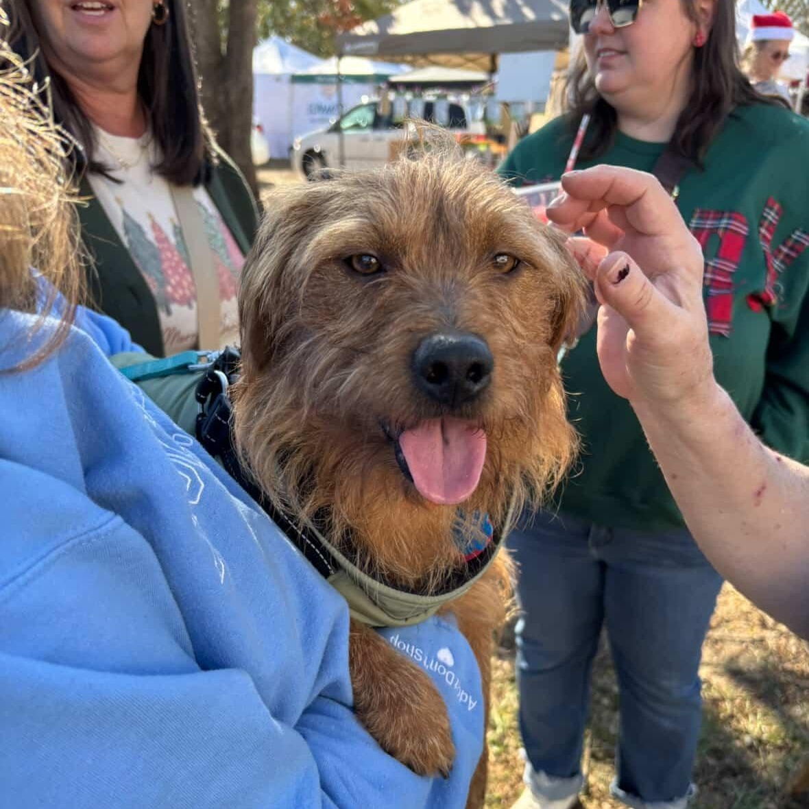 Enlarge Toto - Cute lil Scruffy Guy! Loves his Sister Ruby!, a Adoptable mixed breed in Buford, GA image 3/6