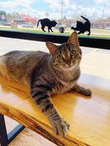 Rick, Adoptable, Adult Male Domestic Short Hair.