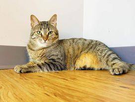 Rick, a Adoptable Domestic Short Hair in Indianapolis, IN image 2/4