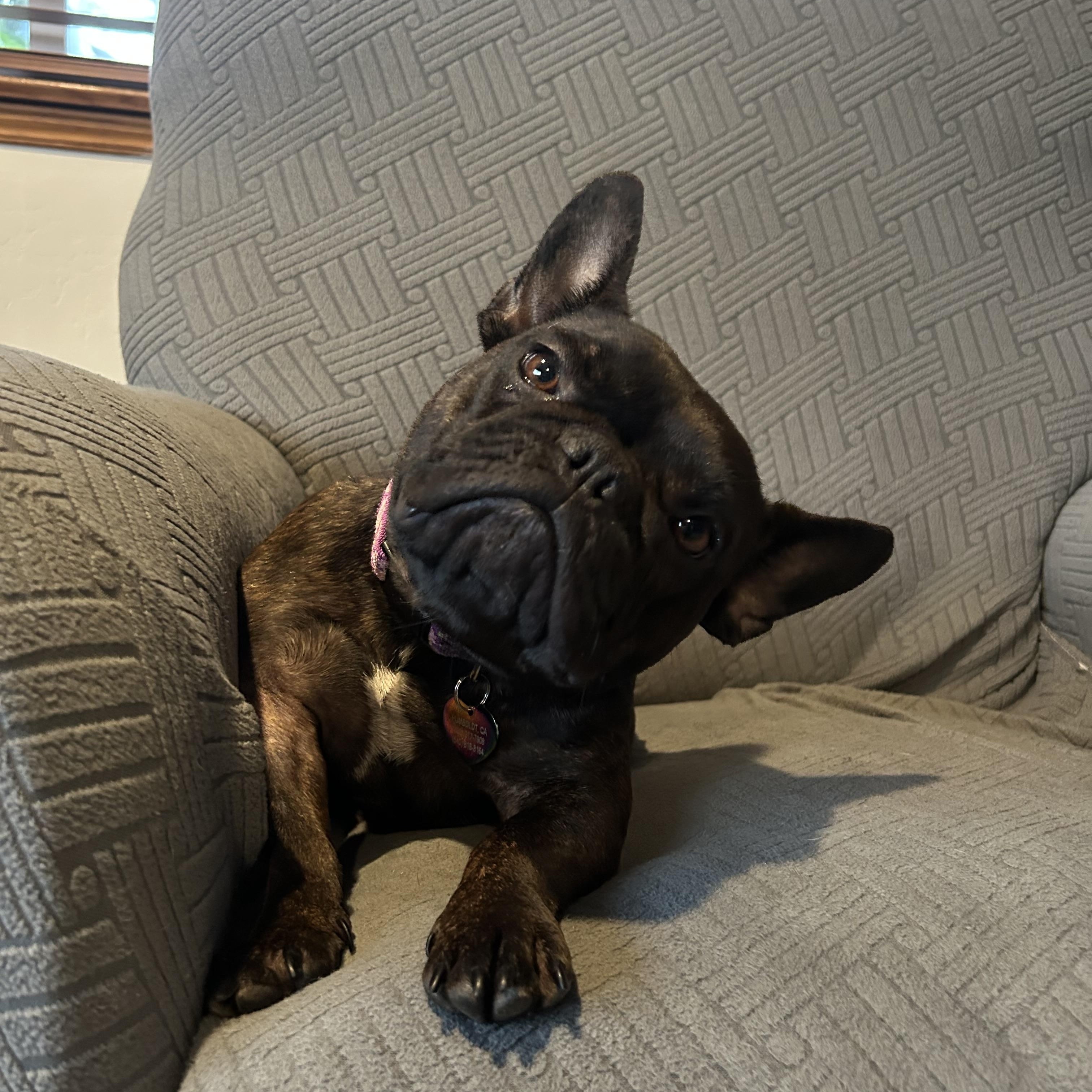 Emma, Adoptable, Adult Female French Bulldog.
