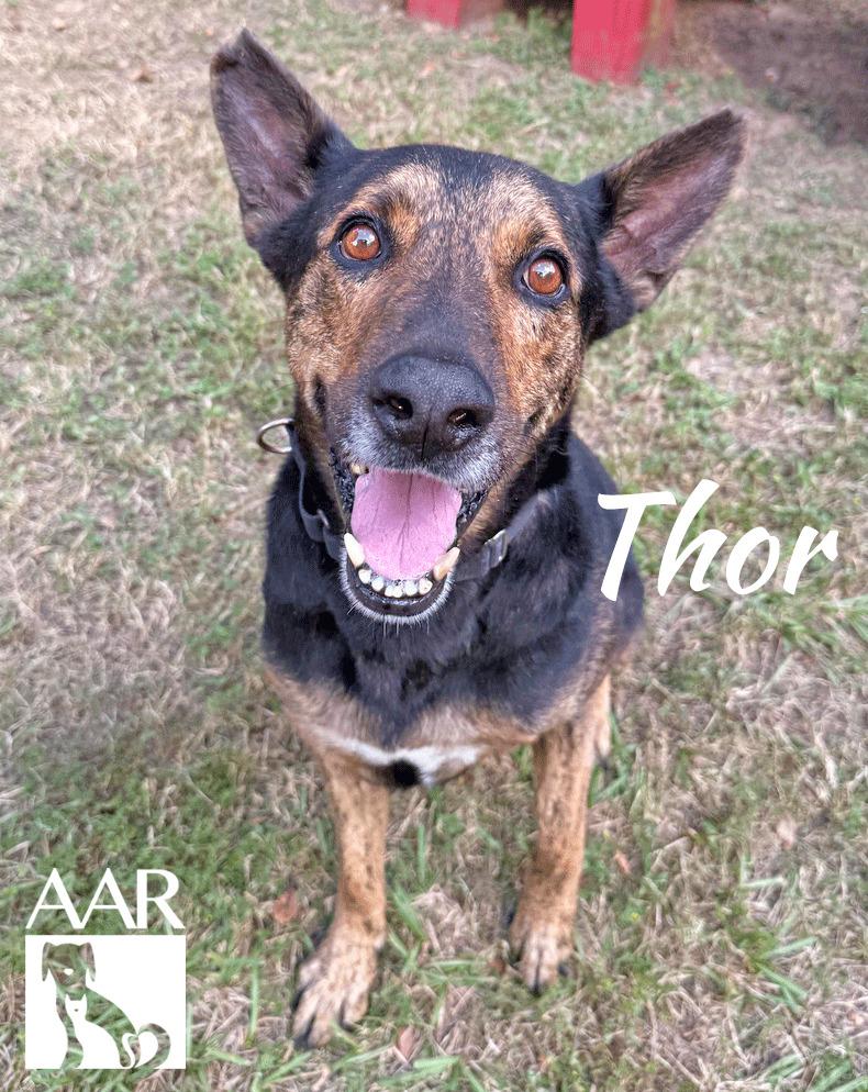 Enlarge Thor, a Adoptable Shepherd in Magnolia, TX image 4/6