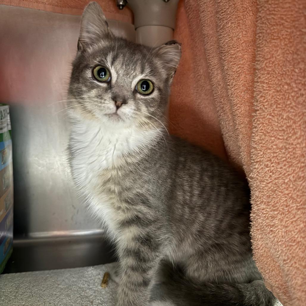 Enlarge Riley, a Adoptable Domestic Short Hair in Hamilton, GA image 2/6